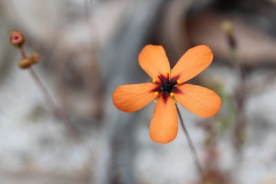 Drosera callistos ( Brookton form )