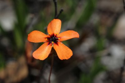 Drosera callistos ( Brookton form )