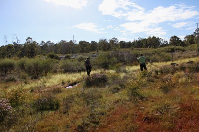 Drosera gigantea ssp gigantea