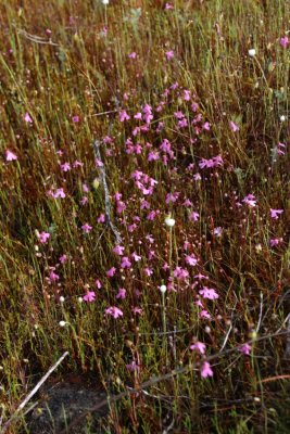Utricularia multifida