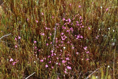 Utricularia multifida