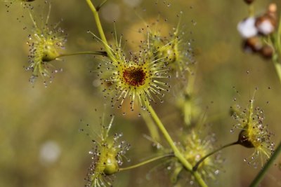 Drosera gigantea ssp gigantea