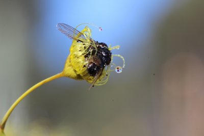 Drosera gigantea ssp gigantea