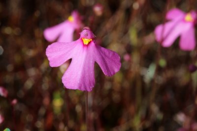 Utricularia multifida
