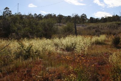 Drosera gigantea ssp gigantea