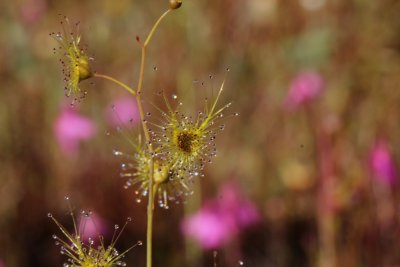 Drosera gigantea ssp gigantea