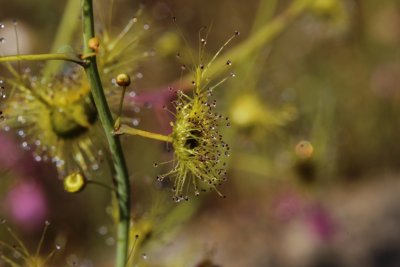 Drosera gigantea ssp gigantea