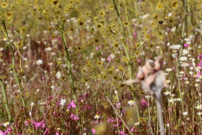 Drosera gigantea ssp gigantea