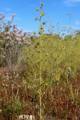 Drosera gigantea ssp gigantea