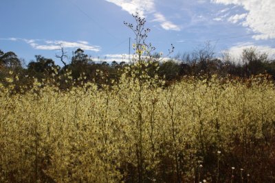 Drosera gigantea ssp gigantea