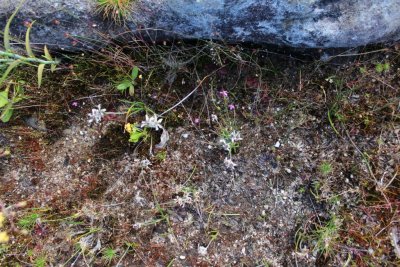Drosera rosulata