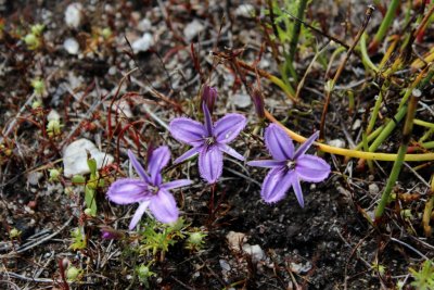 Thysanotus sp.