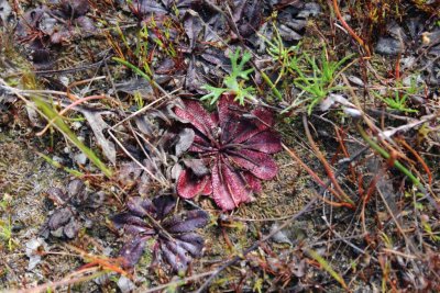 Drosera rosulata
