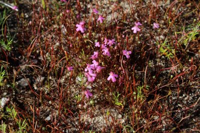 Utricularia multifida