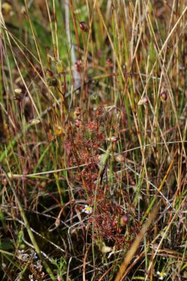 Drosera?