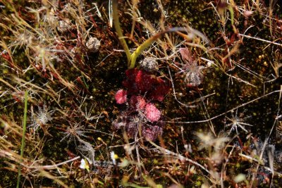Drosera rosulata