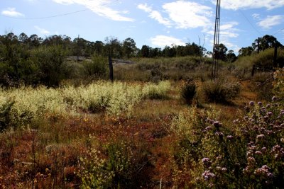 Drosera gigantea ssp gigantea