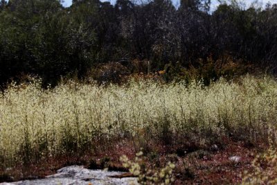 Drosera gigantea ssp gigantea