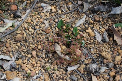 Drosera stolonifera ssp. stolonifera