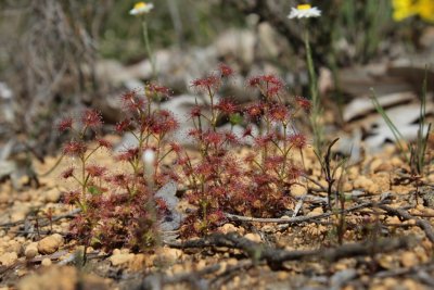 Drosera stolonifera ssp. stolonifera