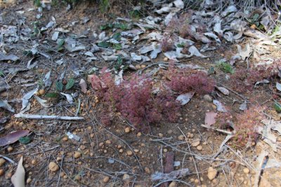 Drosera stolonifera ssp. stolonifera