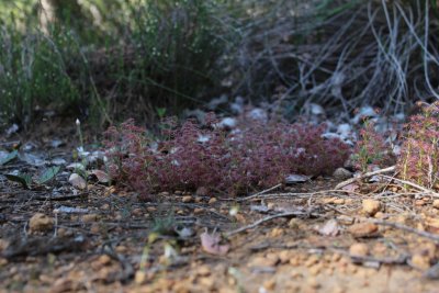 Drosera stolonifera ssp. stolonifera
