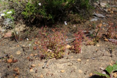Drosera stolonifera ssp. stolonifera