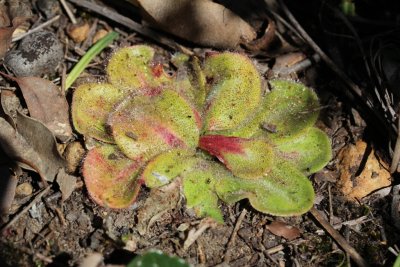 Drosera erythrorhiza ssp.