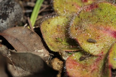 Drosera erythrorhiza ssp.