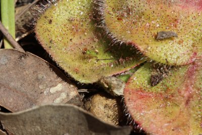 Drosera erythrorhiza ssp.
