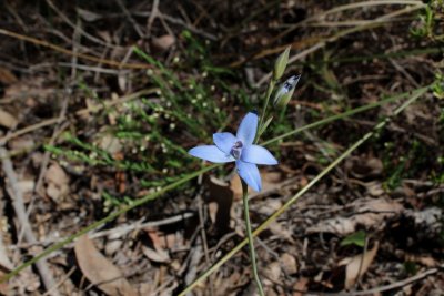 Thelymitra sp.