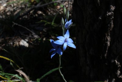 Thelymitra sp.
