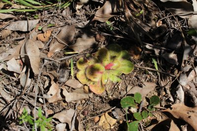 Drosera erythrorhiza ssp.
