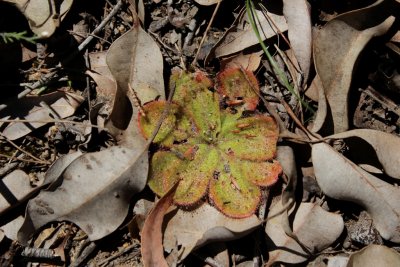 Drosera erythrorhiza ssp.