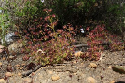 Drosera stolonifera ssp. stolonifera