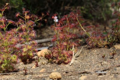 Drosera stolonifera ssp. stolonifera