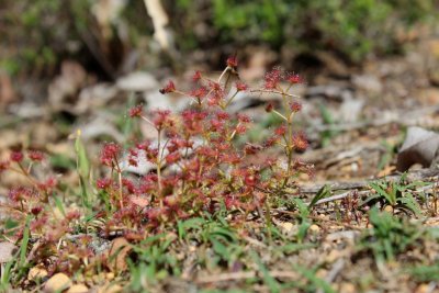 Drosera stolonifera ssp. stolonifera
