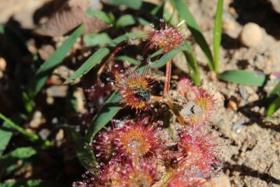 Drosera stolonifera ssp. stolonifera