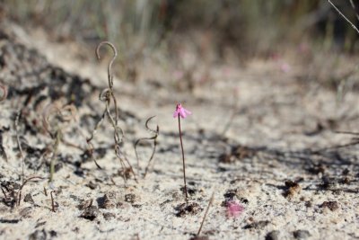 Utricularia tenella