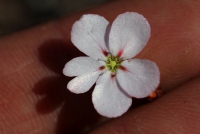 Drosera androsacea ( slightly pink form )