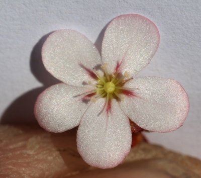 Drosera androsacea ( slightly pink form )