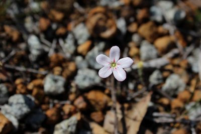 Drosera androsacea ( slightly pink form )