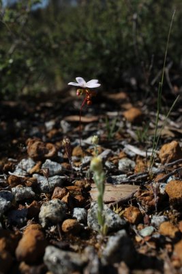 Drosera androsacea ( slightly pink form )