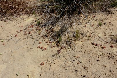 Drosera nitidula ssp. nitidula