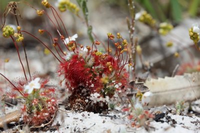 Drosera 