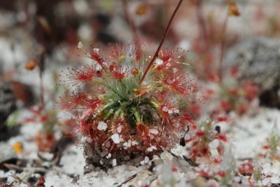 Drosera 