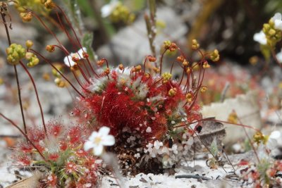 Drosera 