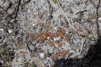 Drosera 