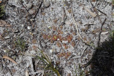 Drosera 