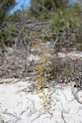 Drosera 